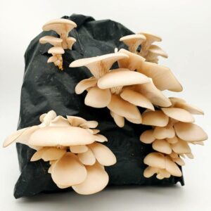 White Elm Oyster Mushroom Grow Kit