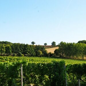 Vineyard Tour and Wine Tasting at Chilford Hall for Two