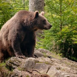 Four Night Bear Tracking Adventure in Romania