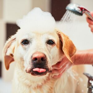 Dog Grooming Diploma Online Course for One