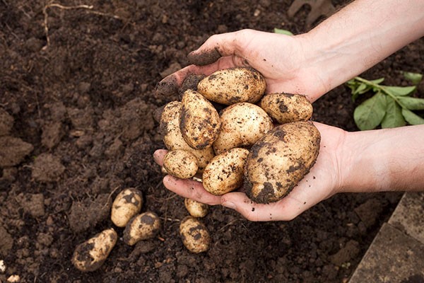 Online Expert Royal Horticultural Society Level 2 Plant Nutrition and Roots Course for One