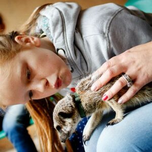 2 for 1 Meerkat Experience for Two at Hoo Farm Animal Kingdom