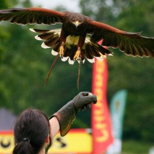 VIP Half Day Owl or Falconry Experience at Sussex Falconry
