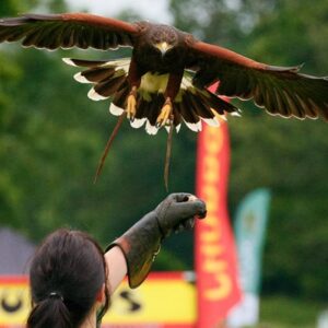 VIP Falconry Experience at Sussex Falconry