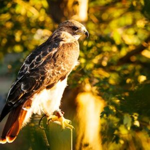 Two Hour Falconry Experience for Two with Coda Falconry