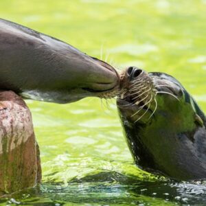 Welsh Mountain Zoo Entry and California Sea Lion Experience for Two
