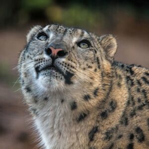 Welsh Mountain Zoo Entry and Snow Leopard Experience for Two