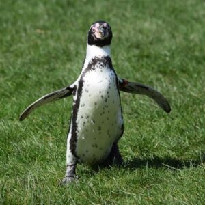 Welsh Mountain Zoo Entry and Humboldt Penguin Experience for Two