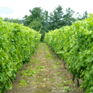 Wine Tasting Evening for Two in Shropshire