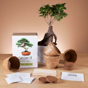 Grow it - Bonsai Tree