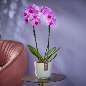 Pretty Pink Orchid