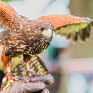 Two Hour Birds of Prey Experience for One at CJ's Birds of Prey