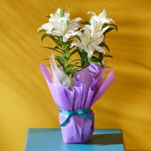 Plant of the Month - Gift Wrapped Oriental Lily