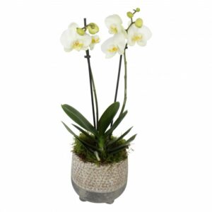 Doubled Stemmed White Orchid (30cm)