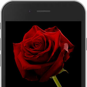 Red E-Rose sent worldwide