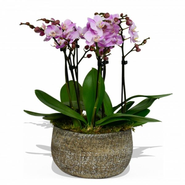 Phalaenopsis Orchid Pink