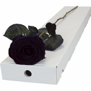 Single Letterbox Black (Painted) Rose