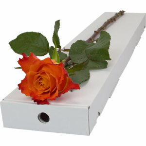 Single Letterbox Orange Rose
