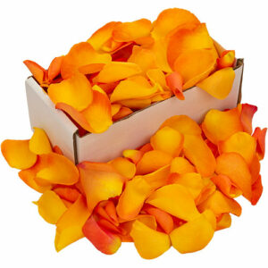 Box of Fresh Orange Rose Petals