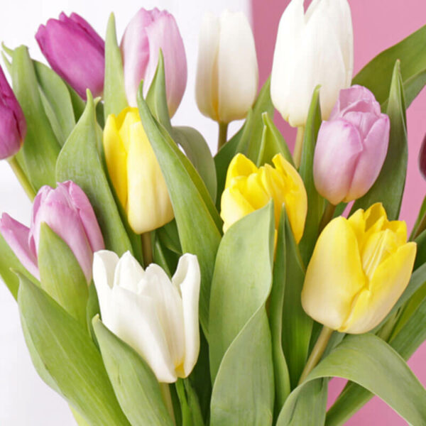 Mixed Tulips & Free Vase