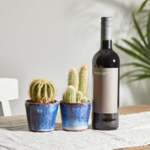 Cacti gift set